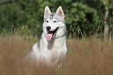 SIBERIAN HUSKY 276